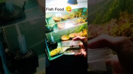10 Fish Tank Mistakes You Need to Avoid#fish food #fish tank