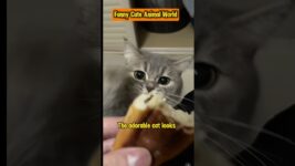 Adorable cat snatches his master's food, funny cat behavior