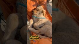 Cute golden retriever puppy🐾