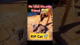 Dog's Heartbreaking Reaction 😭to Losing Its Best Friend | Cat and Dog Story #catvideos #dog #animals