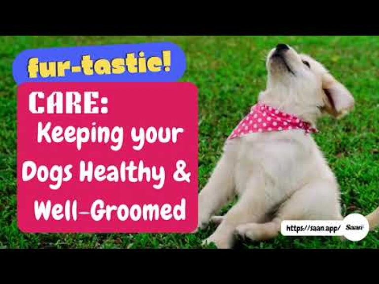 Fur tastic Care Keeping Your Dogs Healthy and Well Groomed