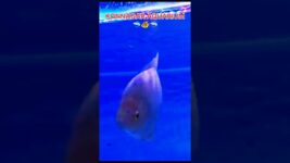 Giant Gourami!! #fish #pets #short #shorts #shortsviral #viralshort #viralreels #yt #ytshorts