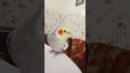 Good evening everyone 🤗🤗#birds #meetho #cockatiel #parrot #cute #pets #sweet # our meetho 🥰🥰🥰🥰