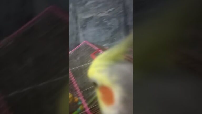 Good morning 🌞#birds #meetho #cockatiel #parrot #cute #pets #sweet # our meetho#viralshorts