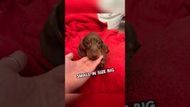 Mini Dachshund🐶 One Of The Smallest Dog Breeds #shorts #fypage #dachshund #minidachshund #fyp