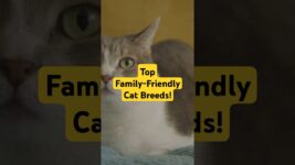 TOP FAMILY-FRIENDLY CAT BREEDS!
