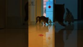 Typical cat behavior #cat #funny #kitty #short #memes