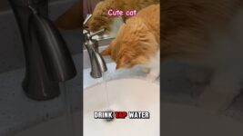 cute cat behavior #viralvideo #cat #funny #animals #cute #funnyvideo #pets #funnycats