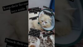 #recover #pets #petvlog #cat #cats #shorts #health #surgeryrecovery #cute #care #love #catbaby