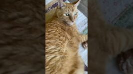 Cats Don't Care About Your Personal Space