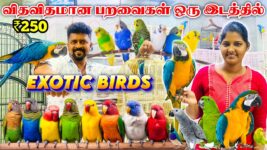 Exotic Birds in Chennai / பேசும் பறவை All types Exotic Birds / Chennai Pet Market / Nanga Romba Busy