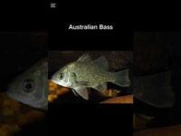 Fish Most Aussies Have Caught (Freshwater Edition) #fishingaustralia