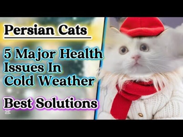 Persian cats five major health issues in cold weather & solutions|how to protect your cats from cold