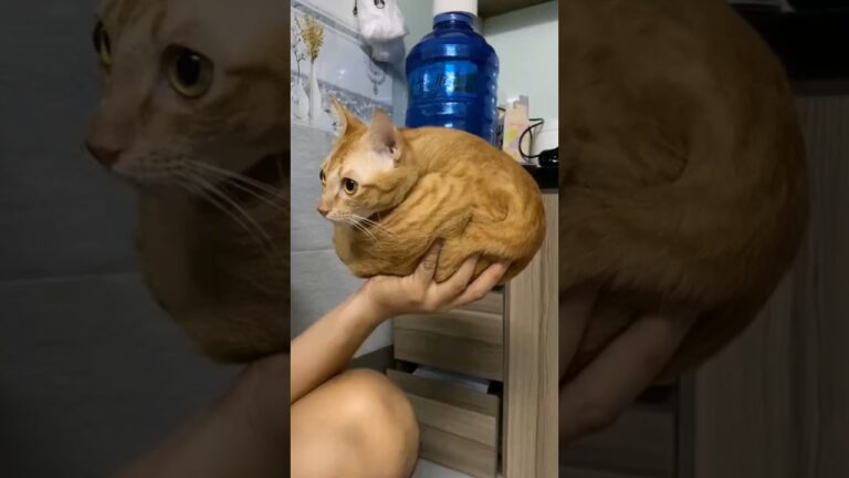 She Found Her Identical Twin 😂