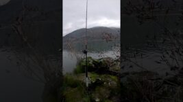 Sturgeon opening day. #fishing #outdoors #fish #Sturgeon #columbiariver #shorts