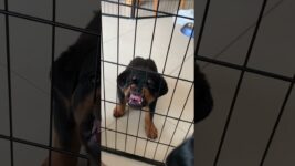 THAT GROWL 🤣👹 @nalatheneedyrottie  #rottweiler