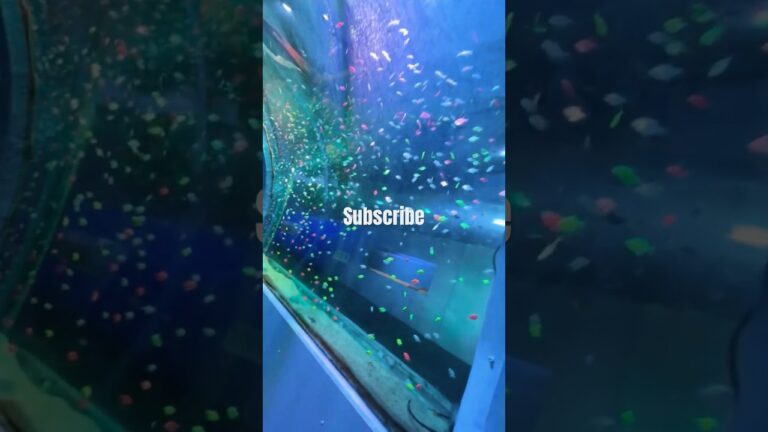 The Most Immersive walkthrough Aquarium Experience