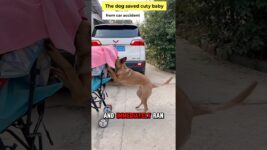 The dog saved a baby from car accident 😱 #in_english