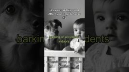 Unexpected Things that Affect your Dog's Behavior #2 #dogs #dogtraining #dogbehavior