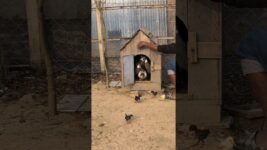 Village Life: Freeing Ducks and Chickens at Dawn