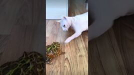 funny cat behavior #funny #funnyanimal #cat #funnypet #funnypetschannel #funny #fyp #kitty