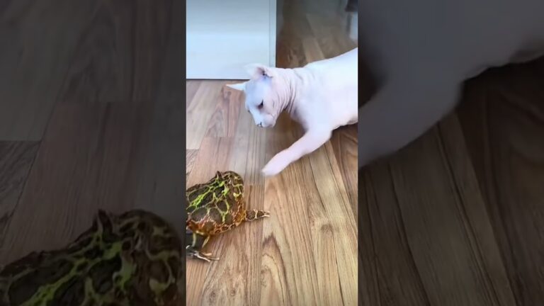 funny cat behavior #funny #funnyanimal #cat #funnypet #funnypetschannel #funny #fyp #kitty