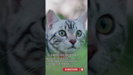 15 MOST POPULAR CAT BREEDS pt  11 – American Shorthair 🐾