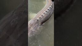 Double #fraserriver #sturgeon release 😍#sturgeoncharter #bookwithus #fishing