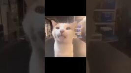 Funny cat behavior #cats #funny #animalbehavior #catbehavior #cute #memes #pets #funnyanimal