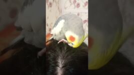 Meetho plays with my hair 🥰#birds #meetho #cockatiel #parrot #cute #pets #sweet # our meetho 🥰🥰🥰🥰