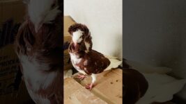 Pigeon videos #kabutar #pigeon #birds #pets #birdlovers #youtube