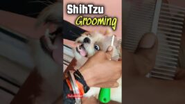 Shih Tzu grooming ♥️🧿 #pets #doglover #shihtz #funny #dogbreeds #cuteanimal