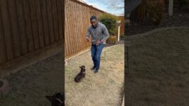 Slowing Down a High Drive Dog