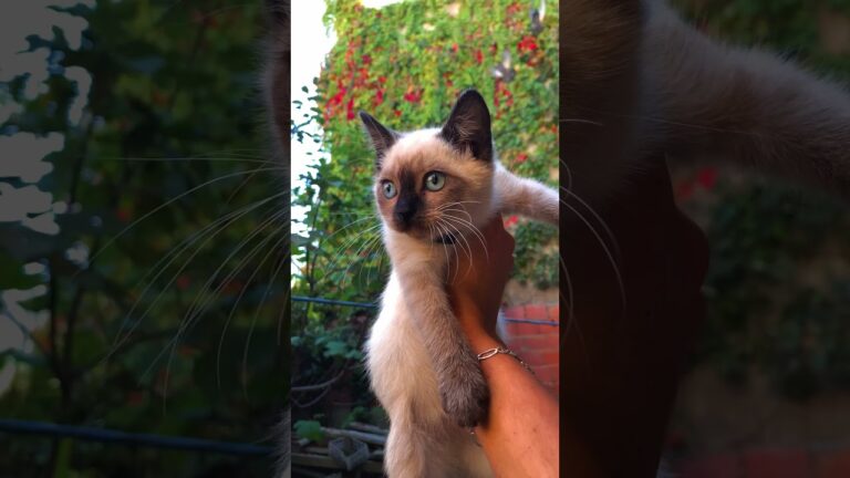 Top 5 cat breeds