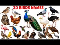 20 Birds Names for Kids 🐦 | Learn Bird Names with Pictures| पक्षियों के नाम| पक्षी परिचय Learn Birds