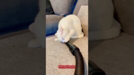 The Cats who love to Explore #catbehavior #catpsychology