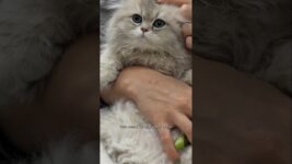 The Most Kitten of Kittens that has ever Kittened