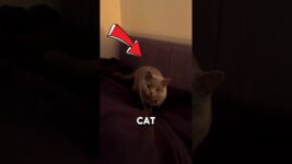 These Cat Breeds Couldn’t Be More Different