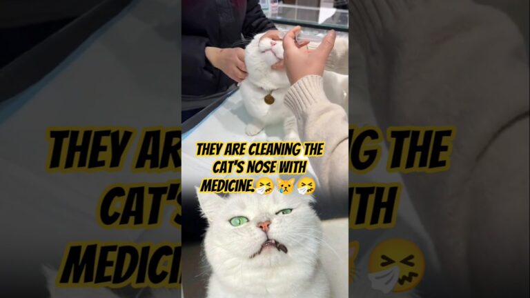 They are cleaning the cat’s nose with medicine.#CatCare #SickCat #VetCare #PetTreatment #CatHealth