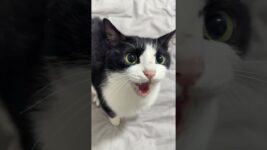 When Cats Get Fierce 😾 Long Loud Howls Explained | Funny Cat Behavior & Angry Meow Moments #cat