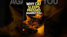 Why cat sleeps pressed against you #cat #catlove  #catvideos