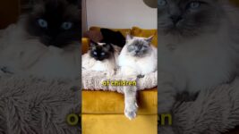 3 laziest cat breeds!