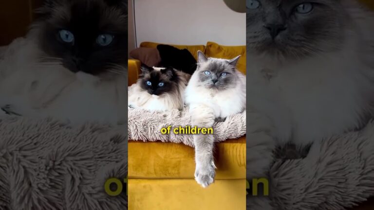 3 laziest cat breeds!