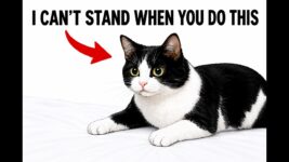 6 everyday things that hurt your cat I cat behavior problems