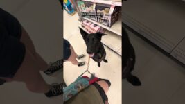 [90lb purse dog!] #servicedog #workingk9 #germanshepherd #dogtraining #dogbehavior #puppy #dog