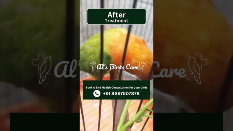 Avian Pox Disease in Aviary Birds | Symptoms, Causes & Best Treatment Guide |Contact Al’s Birds Care
