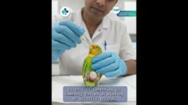 Egg Binding in Birds: A Life-Threatening Emergency 🐦⚠️