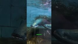 La Anguila Salió Viva Del Monstruo Marino #shorts