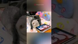 She had a secret nobody knew #animals #Funny #funnyanimals #love #cute #pets #cat
