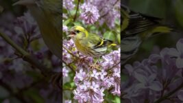 The Most Beautiful Singing Birds in the World / Amazing Bird Sounds & Types in 4K/UHD,